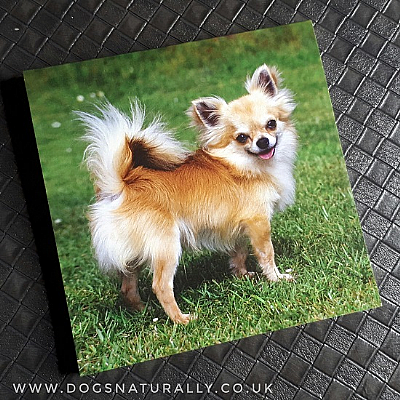 Chihuahua (Long Hair) Magnetic Note Pad Square